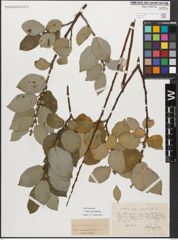 Foto von Salix myrsinifolia Salisb.